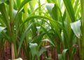 Enhancing Sugarcane Yield and Quality through MGIDI