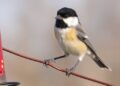 Experience Enhances Cognitive Flexibility in Chickadees