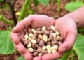 Exploring Farmers’ Preferences in Common Bean Innovations