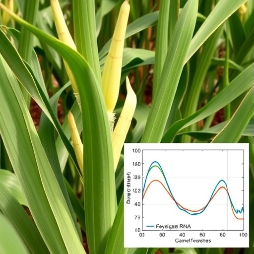 Exploring lncRNA Diversity in Maize Inbred Lines