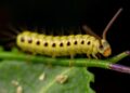 Exploring the SLC2 Gene Family in Fall Armyworm