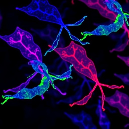 Fluorescent D-Amino Acids Track Lactobacillus In Vivo