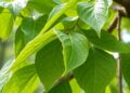 Genetic Insights Boost Catalpa huangxin Conservation Efforts