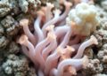 Genome of Alpine Streptomyces Reveals Bioactive Compounds