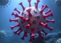 Giant Virus Creates Specialized Environment Inside Amoeba