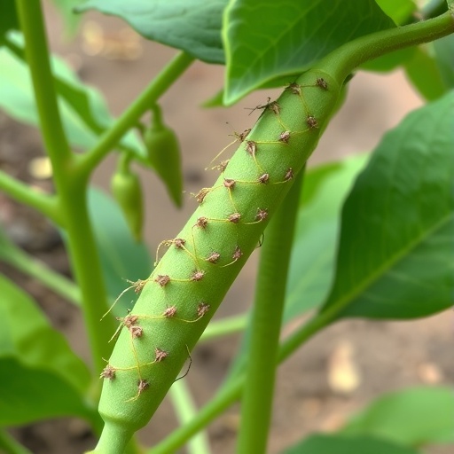 High Diversity of Microsatellite Markers in Bean Pathogen