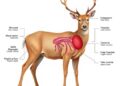 Immune and Stress Pathways in Hog Deer Revealed