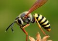 Impact of Management, Altitude, and Seasons on Wasp Dynamics