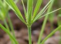 Imputation Unveils Barley Shoot Meristem Gene Networks