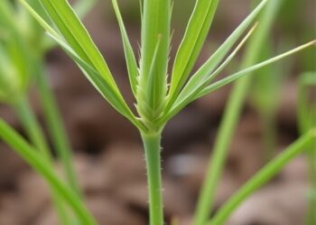 Imputation Unveils Barley Shoot Meristem Gene Networks