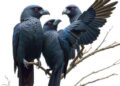 Jackdaws Identify Mates by Unique Contact Calls
