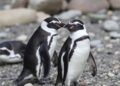 Magellanic Penguin Population Trends Along Argentina’s Coast