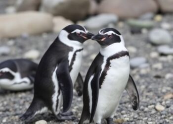 Magellanic Penguin Population Trends Along Argentina’s Coast