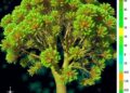 Mapping Eucalyptus Genes for Phosphate Transport Efficiency