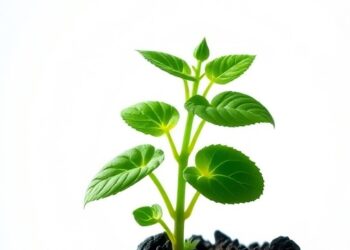 New Arabidopsis BIK1 Alleles Confirm Immunity Role