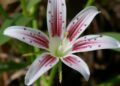 New Pancratium Species Discovered in Rajasthan, India