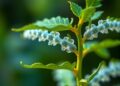 Novel Cis-Element Enables Bacterial Uptake in Plants