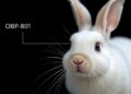 OBP-801 Reduces Fibrosis and Eye Pressure in Rabbits