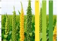 OFP Gene Family in Soybean: Height and Salinity Insights