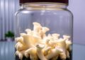 Optimizing Culture Conditions for Pure Mycelium Production