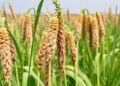 Optimizing Forage Sorghum Genotypes for Enhanced Silage