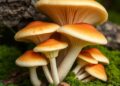 Optimizing Pleurotus djamor Polysaccharides for Health Benefits