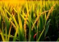 Photoperiod and Micronutrients: Enhancing Rice Quality Under Low Light