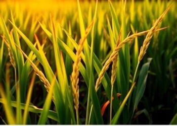 Photoperiod and Micronutrients: Enhancing Rice Quality Under Low Light
