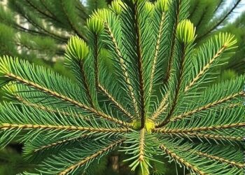 Pinus nigra’s Defense Mechanisms Against Diplodia sapinea