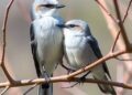 Red-backed Shrikes Defy Cuckoo’s Acoustic Mimicry Skills