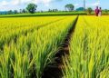 Reducing Methane Emissions in African Rice Farming