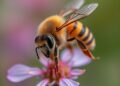Retroelement Expansions Drive Stingless Bee Genome Evolution