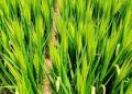 Rice Varieties Show Variations in Iron Toxicity Response