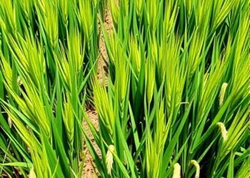 Rice Varieties Show Variations in Iron Toxicity Response