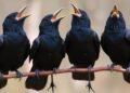 Rooks Display Vocal Flexibility to Changing Rhythms