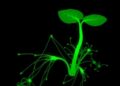 Single-Cell Insights into Potato-Phytophthora Interaction
