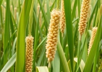 Sorghum Genotypes Show Anthracnose Resistance in Ethiopia