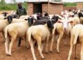 Tracking Sheep Health Trends in Ethiopian Breeding Villages