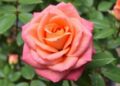 Transcription Factors Guide Leaf Margin Growth in Roses