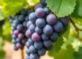 Transforming Grape Seed Biomass Boosts (Poly)phenols and Postbiotics