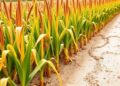 Understanding Drought Tolerance in Maize with AI