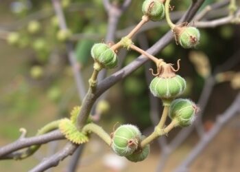 Unlocking Genetic Diversity in Xizang Sophora Moorcroftiana