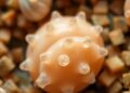 Unlocking the Health Benefits of Enterococcus from Marine Snails