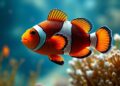 Unraveling Clownfish Vertical Bar Evolution Genomics