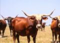 Unraveling Guanling Cattle’s Genetic Ancestry and Adaptation
