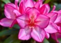 Unraveling Rhododendron’s Pangenome: Evolution and Color Diversity
