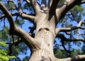 Widespread Rise in Australian Tree Deaths