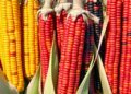 Wild Relatives Boost Genetic Diversity for Maize