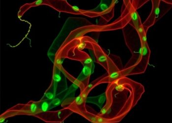Yeast Tor1 Mutation Boosts TORC1 Activity Independently