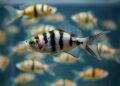 Zebrafish Weigh Familiarity and Group Size in Choices